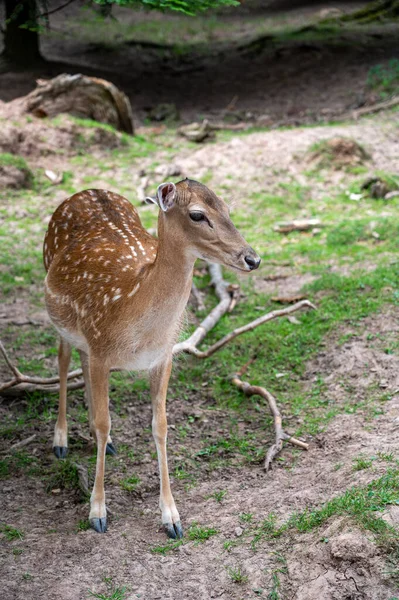 Shot Small Deer Standing Park Animals Blurred Background — Fotografia de Stock
