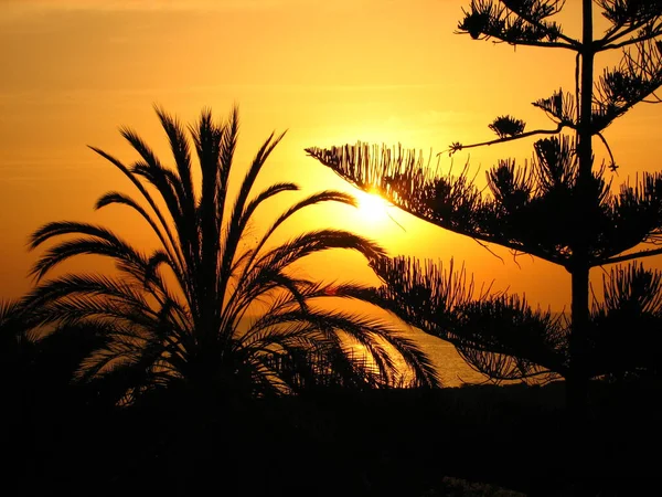 Die Silhouette Einer Palme Während Des Schönen Goldenen Sonnenuntergangs — Stockfoto