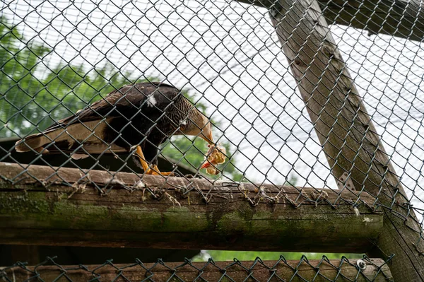 Shot Wild Bird Eating Metal Fence Day Light — Stockfoto