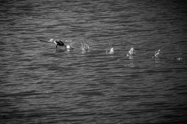 Grayscale Shot Bird Fishing Lake Daylight Colorado — Stockfoto