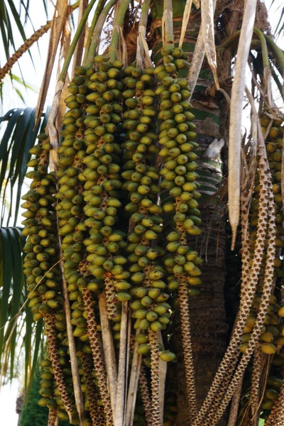 Zbliżenie Kilka Palm — Zdjęcie stockowe
