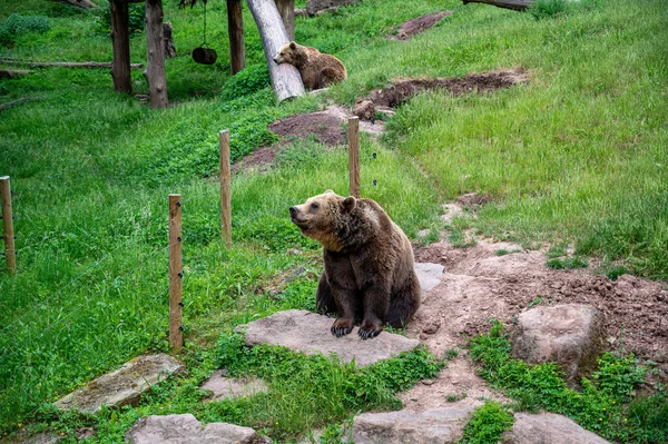 Uno Scatto Degli Orsi Seduti Nel Parco Animali Con Alberi — Foto Stock