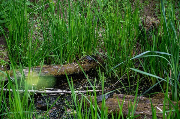 Disparo Las Pequeñas Tortugas Parque Animales Hierba Verde — Foto de Stock