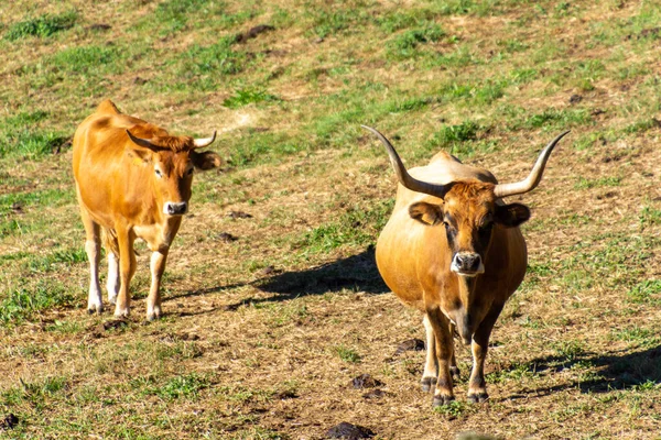 Vaca Campo — Fotografia de Stock