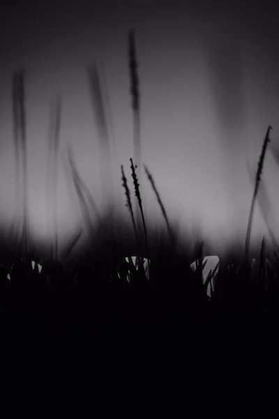 Grayscale Shot Grass Other Plants Blurred Background — Fotografia de Stock