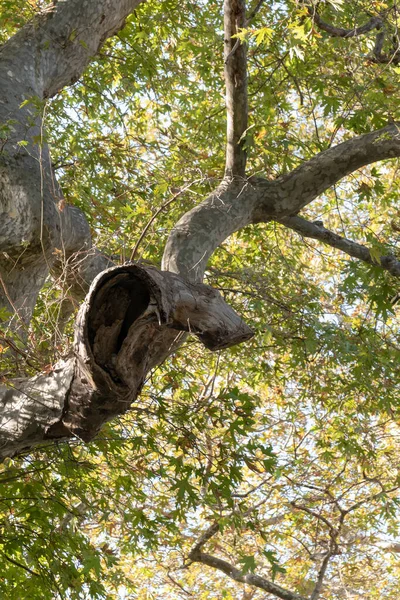 Low Angle Shot Tree Two Trunks — Stockfoto