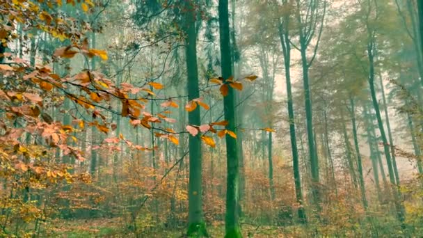 Una Hermosa Toma Coloridos Árboles Otoñales — Vídeos de Stock