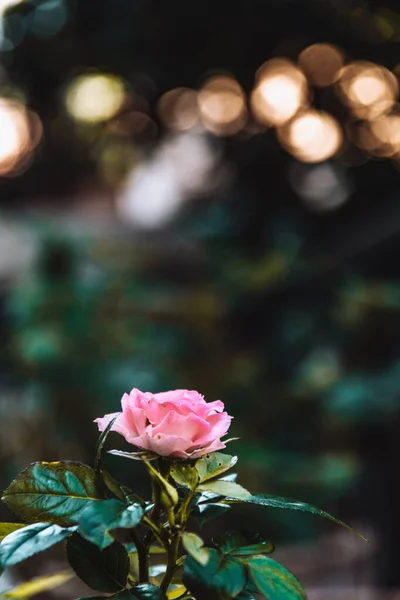 Tiro Foco Seletivo Uma Rosa Rosa — Fotografia de Stock