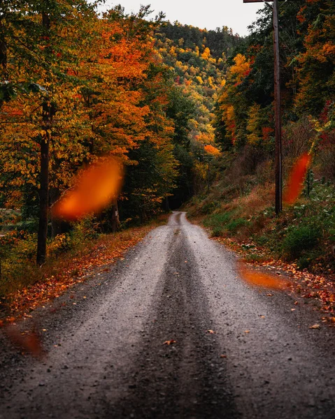 木々や葉のある秋の森 — ストック写真
