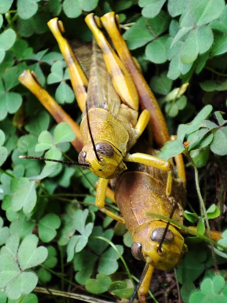 Closeup Shot Grasshopper Mating Process — Stockfoto