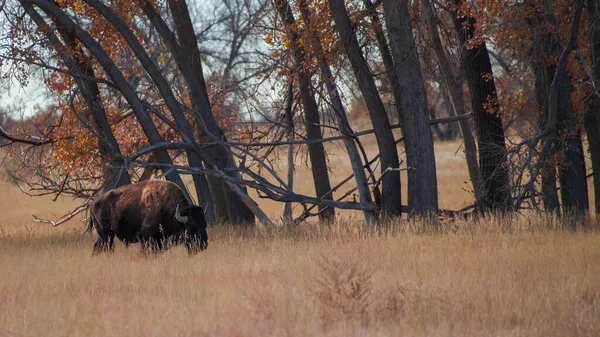 Bison Dans Champ Couvert Herbe Séchée Dans Colorado — Photo
