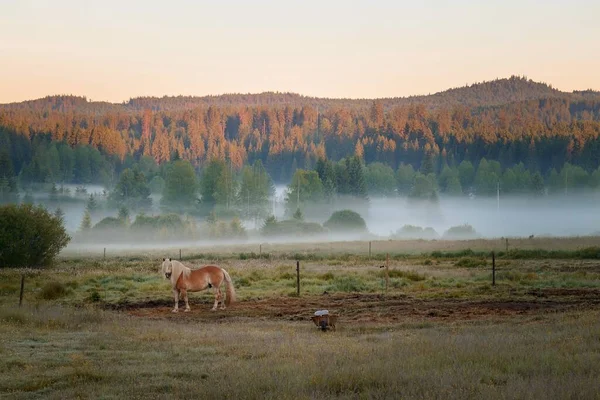 Sabah Bir Inek Sürüsüyle Güzel Bir Manzara — Stok fotoğraf