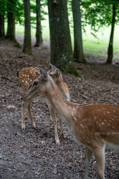 Beau Cerf Debout Dans Habitat Naturel — Photo