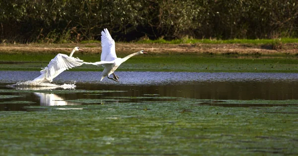 池から数羽の白い白鳥が離陸した — ストック写真