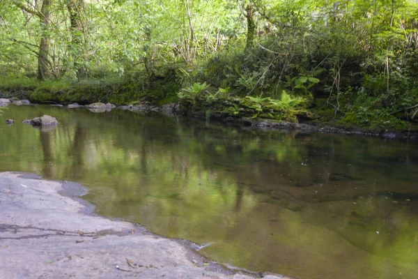 Piękny Widok Małej Rzeki Lesie Rio Pisuena — Zdjęcie stockowe