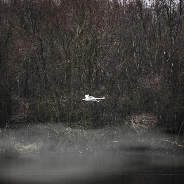 Una Garza Volando Sobre Lago Niebla Contra Árboles Desnudos — Foto de Stock