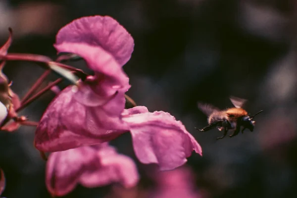 近くの虫やピンクの花の景色 — ストック写真