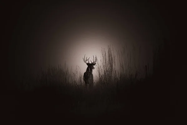 コロラド州の霧に覆われた暗いフィールドで鹿のシルエット — ストック写真