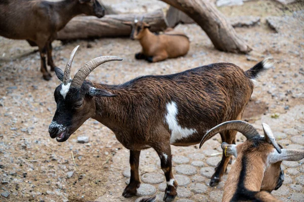 Closeup Shot Group Goats Farm Blurred Background — Stock Photo, Image