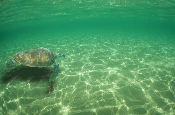 Turtle Floating Sea Bottom Beautiful Colors — 图库照片