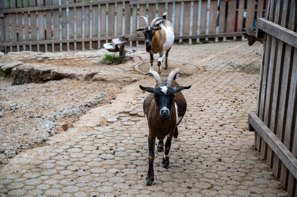 Shot Goats Farm Place — Stock Photo, Image
