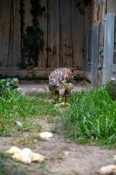 昼間の金属製の柵の横の芝生の上に立つ野生の鷹のショット — ストック写真