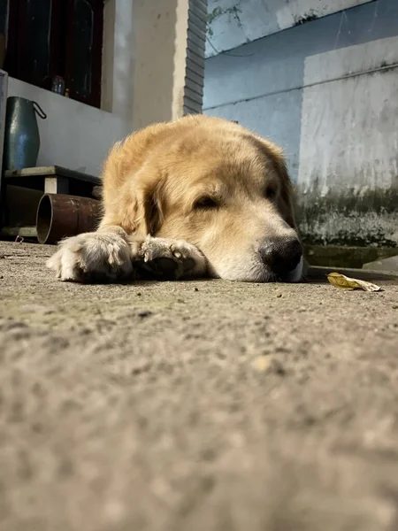 Vertical Shot Dog Lying Ground Outdoors — Stock Photo, Image