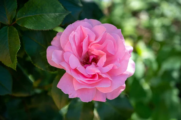 Selective Focus Shot Growing Pink Rose — Stock Photo, Image