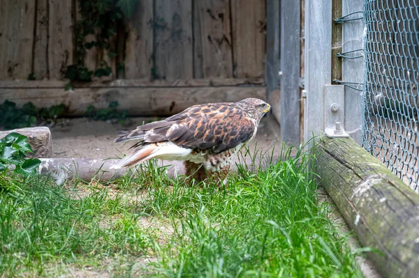 昼間の金属製の柵の横の芝生の上に立つ野生の鷹のショット — ストック写真