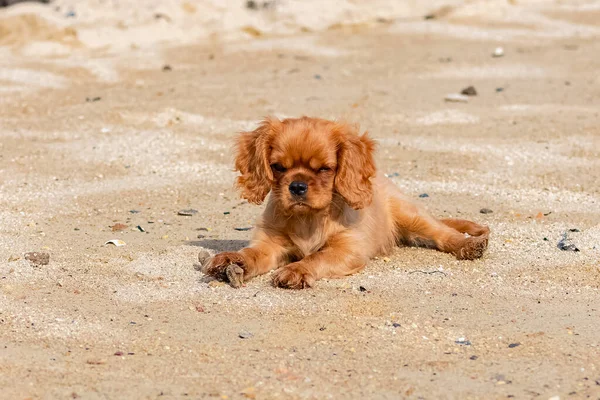 Chien Cavalier Roi Charles Chiot Rubis Jouant Sur Plage Avec — Photo