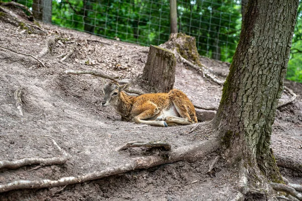 Tiro Pequeno Veado Sentado Parque Dos Animais — Fotografia de Stock