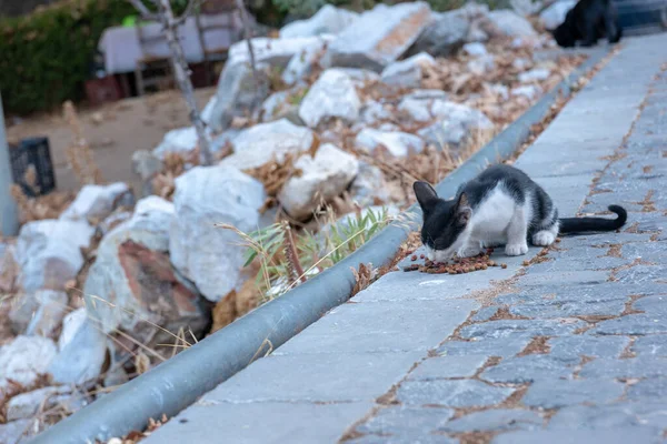 Gato Comiendo Las Calles Creta Grecia — Foto de Stock