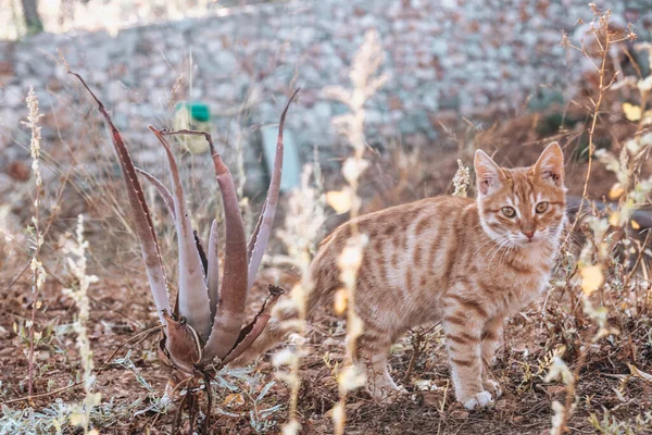 Eine Goldene Katze Den Straßen Von Kreta Griechenland — Stockfoto