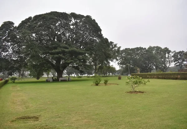 公園の緑の草 — ストック写真