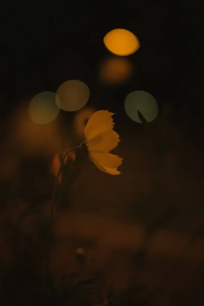 Gros Plan Une Fleur Jaune Sur Fond Lumières Bokeh Floues — Photo