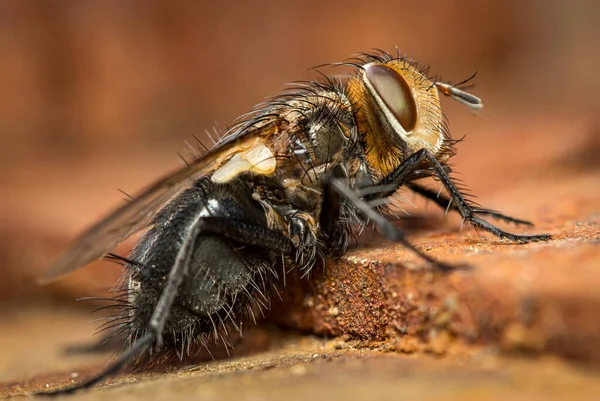 Nahaufnahme Einer Wespe Auf Einem Hölzernen Hintergrund — Stockfoto