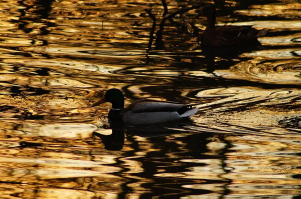 Belo Pássaro Água — Fotografia de Stock