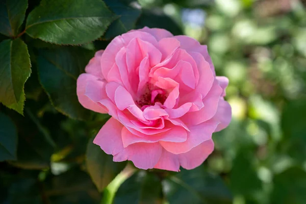 Een Selectieve Focus Shot Van Een Groeiende Roze Ros — Stockfoto