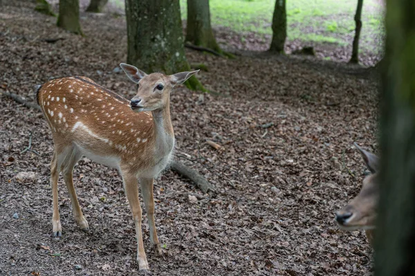 Beautiful Deer Standing Natural Habitat — Stockfoto