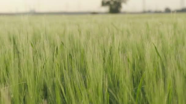 Hermoso Plano Botánico Fondo Pantalla Natural — Vídeos de Stock