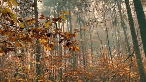 Eine Schöne Aufnahme Bunter Herbstbäume — Stockvideo