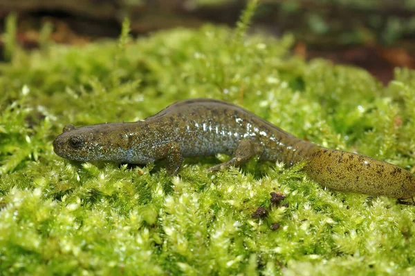 Full Body Closeup Endangered Oita Salamander Hynobius Dunni Sitting Green — стокове фото
