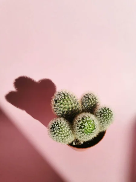 Rosa Kaktus Kruka Vit Bakgrund — Stockfoto