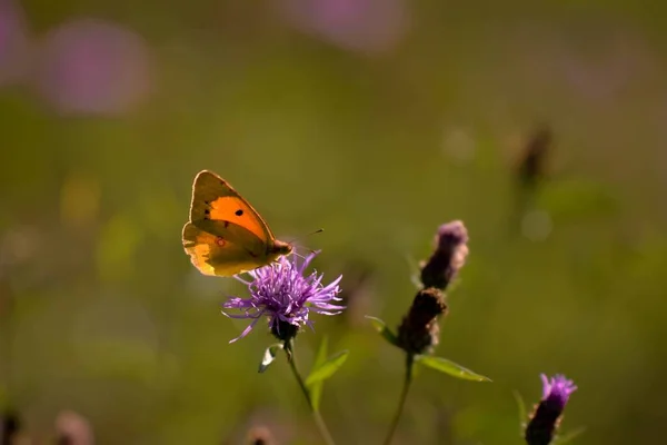 Beau Papillon Sur Une Fleur — Photo