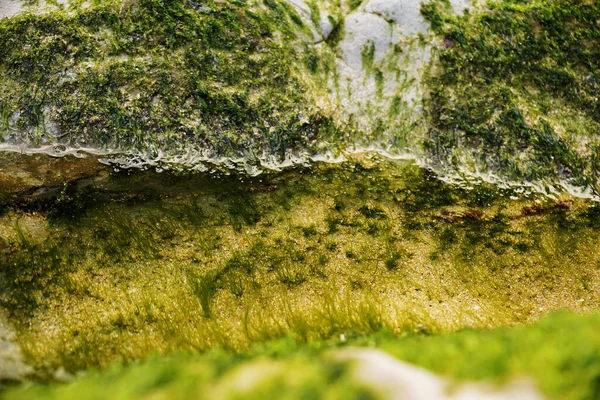 Зелений Мох Скелях Лісі — стокове фото