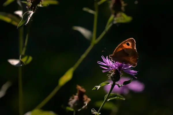 美丽的蝴蝶在花朵上 — 图库照片