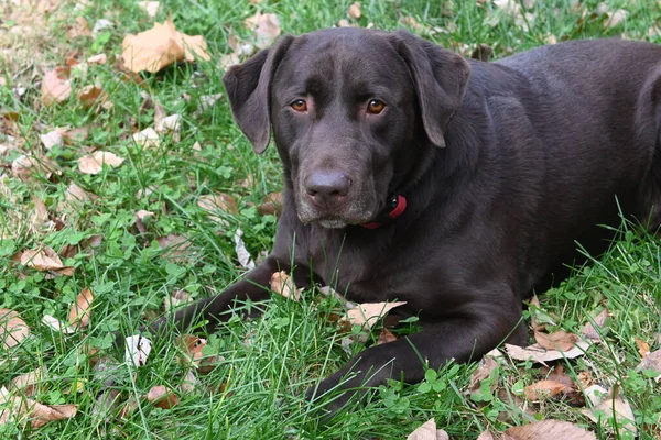 Labrador Retriever Preto Está Deitado Grama — Fotografia de Stock