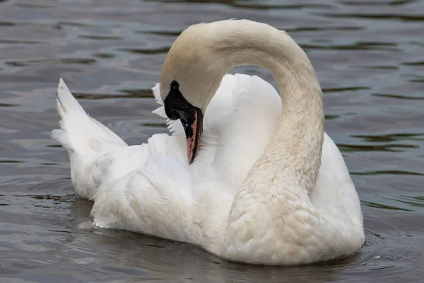 Weißer Schwan Auf Dem See — Stockfoto