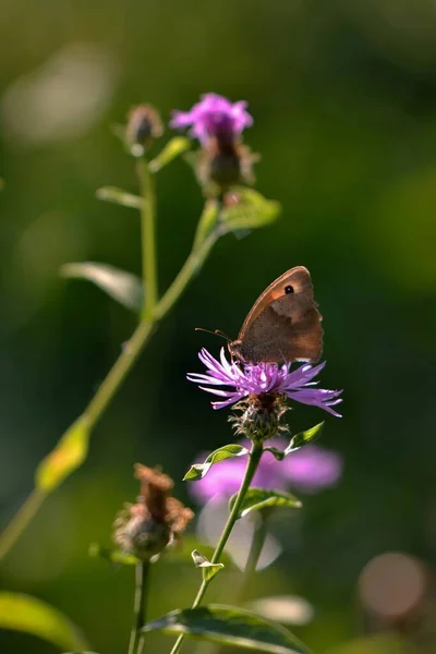 Beau Papillon Sur Une Fleur — Photo