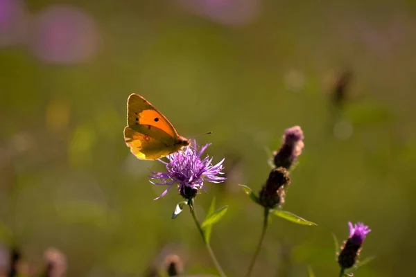 Vacker Fjäril Blomma — Stockfoto